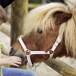 Center Parcs Les Trois Forets Hattigny